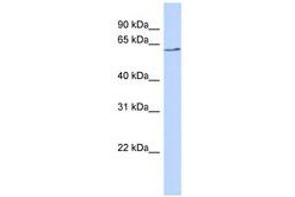 BTNL9 antibody  (AA 71-120)