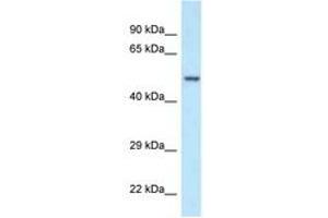 Image no. 1 for anti-Polymerase (DNA Directed), gamma 2, Accessory Subunit (POLG2) (AA 45-94) antibody (ABIN6747501) (POLG2 antibody  (AA 45-94))