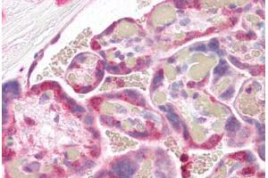 Human Placenta (formalin-fixed, paraffin-embedded) stained with STXBP2 antibody ABIN337084 at 2. (STXBP2 antibody  (AA 58-70))