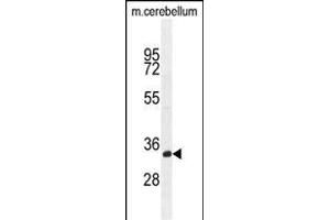 TMEM66 Antibody (N-term) (ABIN654703 and ABIN2844395) western blot analysis in mouse cerebellum tissue lysates (35 μg/lane). (TMEM66 antibody  (N-Term))