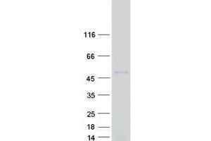Western Blotting (WB) image for UDP-GlcNAc:betaGal beta-1,3-N-Acetylglucosaminyltransferase 1 (B3GNT1) protein (Myc-DYKDDDDK Tag) (ABIN2715121)