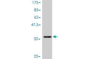 Western Blot detection against Immunogen (37. (Clusterin antibody  (AA 402-501))