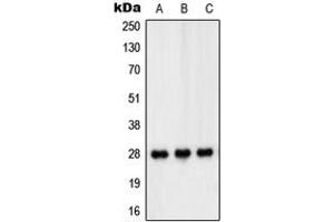 Western blot analysis of PEX11B expression in HT29 (A), THP1 (B), Jurkat (C) whole cell lysates.