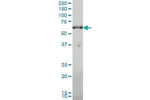 SLC19A2 antibody  (AA 209-285)