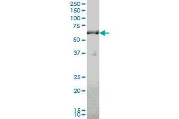 SLC19A2 antibody  (AA 209-285)