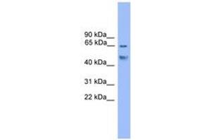 Image no. 1 for anti-Runt-Related Transcription Factor 2 (RUNX2) (C-Term) antibody (ABIN6745999) (RUNX2 antibody  (C-Term))