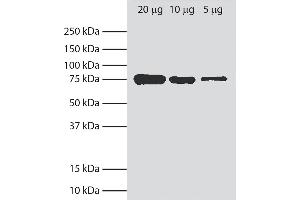 Total cell lysates from Ag8. (GRP78 antibody  (Biotin))