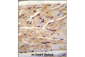 RMD1 Antibody immunohistochemistry analysis in formalin fixed and paraffin embedded mouse heart tissue followed by peroxidase conjugation of the secondary antibody and DAB staining. (RMD1 antibody  (N-Term))