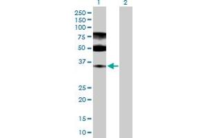 Western Blot analysis of ENOPH1 expression in transfected 293T cell line by ENOPH1 MaxPab polyclonal antibody. (MASA antibody  (AA 1-261))