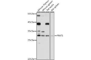 Western blot analysis of extracts of various cell lines, using FR antibody (ABIN7267264) at 1:1000 dilution. (FRAT1 antibody  (C-Term))