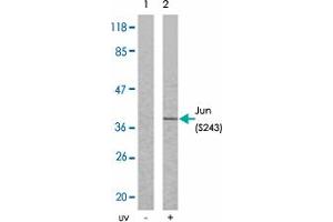 Western blot analysis of extracts from HeLa cells untreated or treated with UV using JUN (phospho S243) polyclonal antibody . (C-JUN antibody  (pSer243))