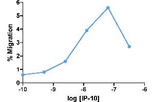 CXCL10 Protein (AA 22-98)