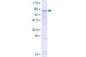 EVA1C Protein (AA 1-441) (GST tag)