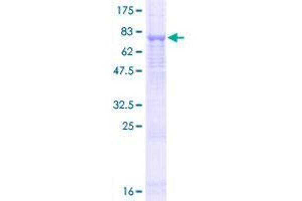 EVA1C Protein (AA 1-441) (GST tag)