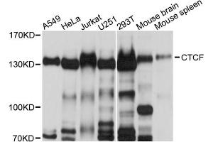 Western blot analysis of extracts of various cell lines, using CTCF antibody (ABIN6291860) at 1:500 dilution.