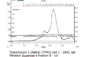 Gel filtration (Tropomyosin Protein (AA 1-284) (Strep Tag))