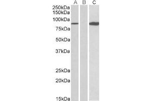 HEK293 lysate (10ug protein in RIPA buffer) overexpressing Human STAT4 (RC206892) with C-terminal MYC tag probed with ABIN571127 (0. (STAT4 antibody  (AA 613-627))