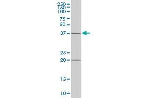 MBIP MaxPab polyclonal antibody. (MBIP antibody  (AA 1-343))