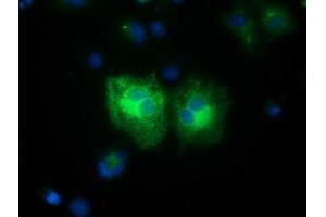 Anti-FSHB mouse monoclonal antibody (ABIN2453050) immunofluorescent staining of COS7 cells transiently transfected by pCMV6-ENTRY FSHB (RC214616). (FSHB antibody)