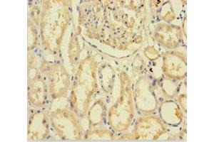 Immunohistochemistry of paraffin-embedded human kidney tissue using ABIN7154647 at dilution of 1:100 (C9ORF72 antibody  (AA 138-430))