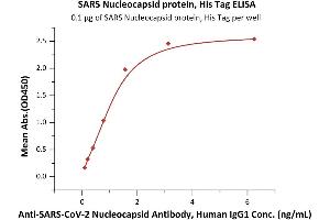 Immobilized SARS Nucleocapsid protein, His Tag (ABIN6973216) at 1 μg/mL (100 μL/well) can bind A-CoV-2 Nucleocapsid Antibody, Human IgG1 (NUN-S41) with a linear range of 0. (SARS-Coronavirus Nucleocapsid Protein (SARS-CoV N) (Active) protein (His tag))