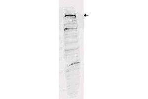 Western blot analysis is shown using  Affinity Purified anti-ESET antibody to detect human ESET present in a 293 whole cell lysate. (SETDB1 antibody  (AA 1058-1075))