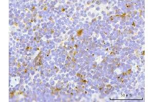 IHC analysis of TFEB using anti-TFEB antibody (ABIN7600648). (TFEB antibody  (AA 214-326))
