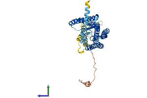 AlphaFold protein structure predicition of Human Recombinant OR5AU1 Protein, UniprotID Q8NGC0 (OR5AU1 Protein (AA 1-362) (His tag))