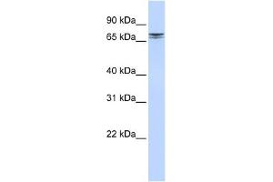 NCAPH2 antibody used at 1 ug/ml to detect target protein. (NCAPH2 antibody  (N-Term))