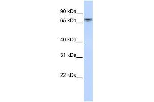 NCAPH2 antibody used at 1 ug/ml to detect target protein.