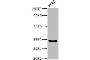 Western Blot Positive WB detected in: K562 whole cell lysate All lanes: PEX26 antibody at 3. (PEX26 antibody  (AA 1-159))