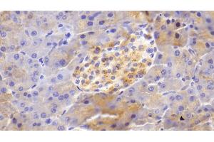 Detection of BACE2 in Mouse Pancreas Tissue using Polyclonal Antibody to Beta Secretase 2 (BACE2) (BACE2 antibody  (AA 156-407))