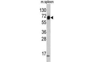 Western blot analysis of KRT4 antibody (C-term) in mouse spleen tissue lysates (35ug/lane). (KRT4 antibody  (C-Term))