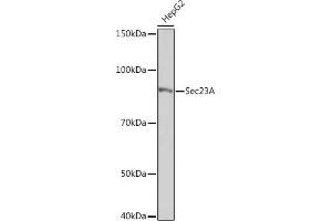 SEC23A antibody