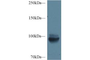 Western Blot; Sample: Mouse Kidney lysate; Primary Ab: 1µg/ml Rabbit Anti-Mouse MEP1a Antibody Second Ab: 0.