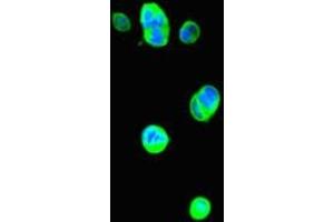 Immunofluorescent analysis of MCF-7 cells using ABIN7177915 at dilution of 1:100 and Alexa Fluor 488-congugated AffiniPure Goat Anti-Rabbit IgG(H+L) (THRSP antibody  (AA 1-150))
