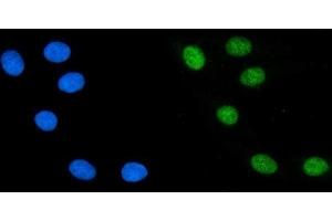 IF analysis of PTBP2 using anti-PTBP2 antibody (ABIN7599453). (PTBP2 antibody  (AA 1-504))