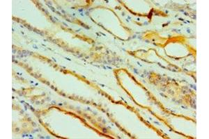 Immunohistochemistry of paraffin-embedded human kidney tissue using ABIN7147022 at dilution of 1:100 (Cathepsin L2 antibody  (AA 105-334))