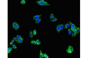 Immunofluorescent analysis of HepG2 cells using ABIN7153721 at dilution of 1:100 and Alexa Fluor 488-congugated AffiniPure Goat Anti-Rabbit IgG(H+L) (GFRA2 antibody  (AA 242-415))