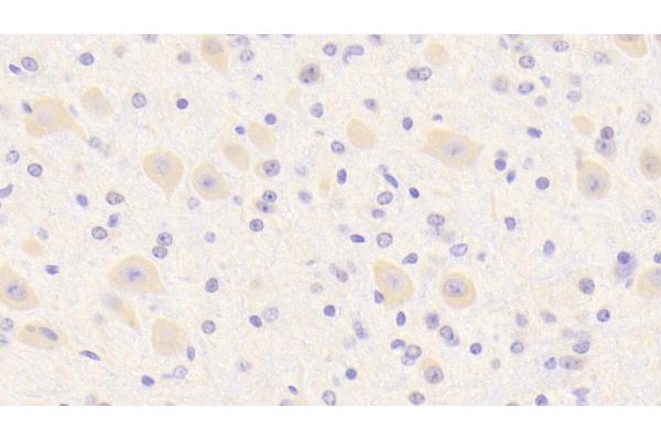 Secernin 1 antibody  (AA 2-414)
