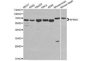 Western blot analysis of extracts of various cell lines, using KPNA1 antibody. (KPNA1 antibody  (AA 1-300))