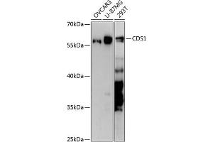 Western blot analysis of extracts of various cell lines, using CDS1 antibody (ABIN6130976, ABIN6138355, ABIN6138356 and ABIN6217867) at 1:3000 dilution. (CDS1 antibody  (AA 1-80))