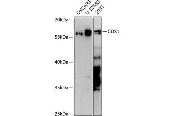 CDS1 anticorps  (AA 1-80)