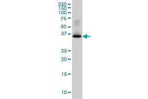 Western Blotting (WB) image for anti-Glycogenin 1 (GYG1) (AA 1-73) antibody (ABIN561206)