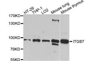 Western blot analysis of extracts of various cell lines, using ITGB7 antibody. (Integrin beta 7 antibody  (AA 1-140))