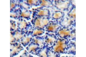 Immunohistochemistry (IHC) image for anti-Leucine-Rich alpha-2 Glycoprotein 1 (LRG1) (AA 37-340) antibody (ABIN1859699)