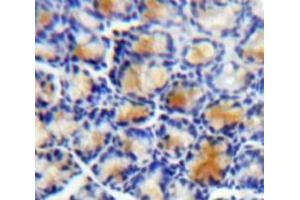 Used in DAB staining on fromalin fixed paraffin-embedded Bowels tissue (LRG1 antibody  (AA 37-340))