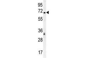 TCF4 antibody western blot analysis in K562 lysate. (TCF4 antibody  (AA 48-73))