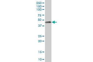 PTRF MaxPab polyclonal antibody. (PTRF antibody  (AA 1-390))