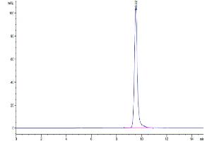 The purity of Human TIMP1 is greater than 95 % as determined by SEC-HPLC. (TIMP1 Protein (AA 24-207) (Fc Tag))